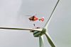 windmill-eurocopter.jpg